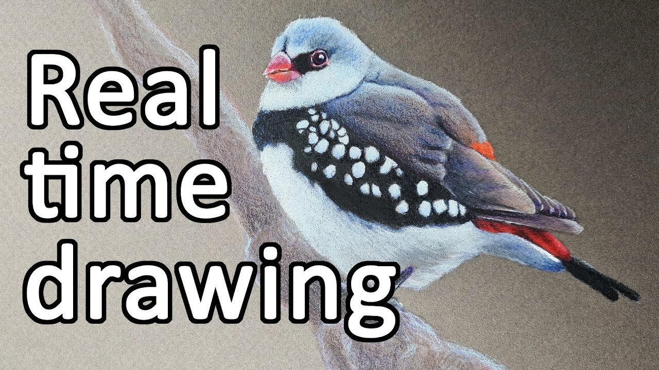DRAW WITH ME - Color pencil bird, realistic real time art chat with Polychromos, Coloursoft & more!