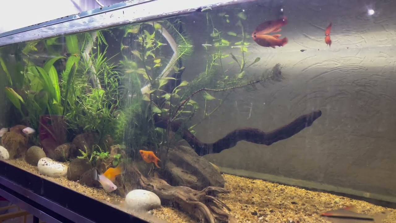 Mi comunitario de 90 litros con música relajante! #relaxing #fish #fishkeeper