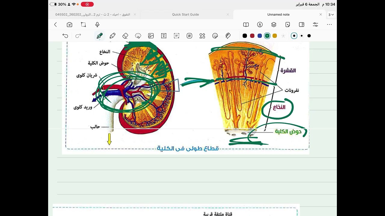 الجهاز البولي والكليه 2ث