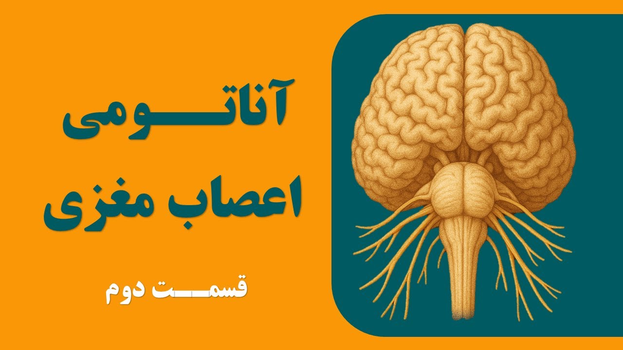 آناتومی اعصاب مغزی (زوج های مغزی چهار تا شش) قسمت دوم
