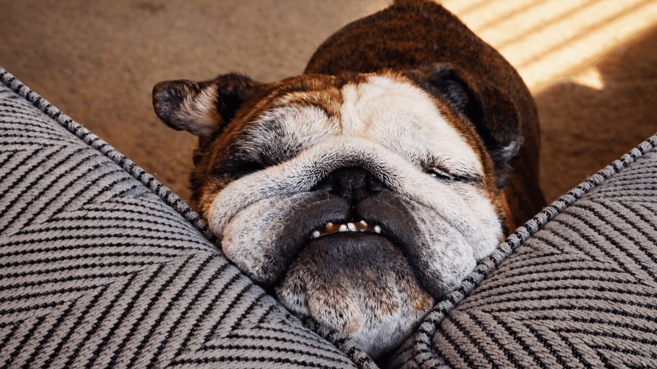 This Bulldog Was Passed From Home to Home — Until She Finally Felt Safe