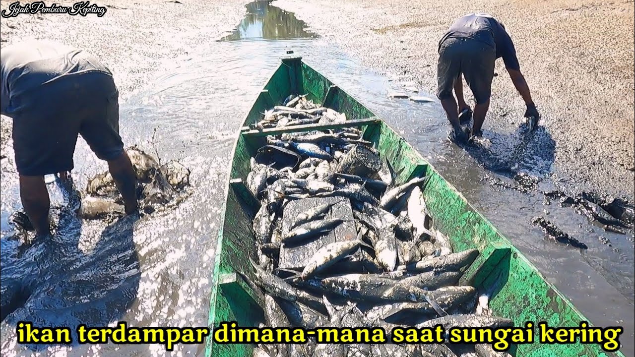 mencari ikan terdampar dan kepiting bakau bersama tim jejak pemburu di tambak tradisional
