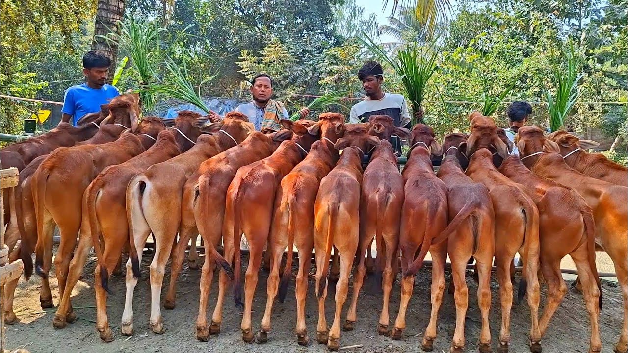 @আজ ১৫ ফেব্রুয়ারী
