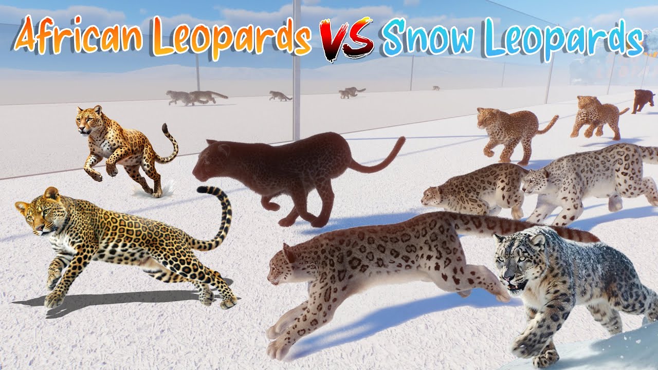 African Leopards VS Snow Leopards Animals Race in Planet Zoo included males and females Leopards