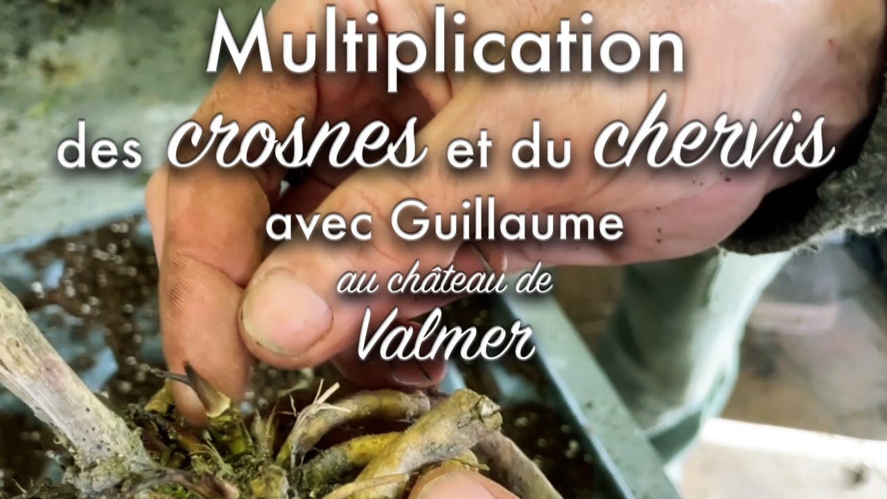 Crosnes et chervis, le bon moment pour les multiplier.