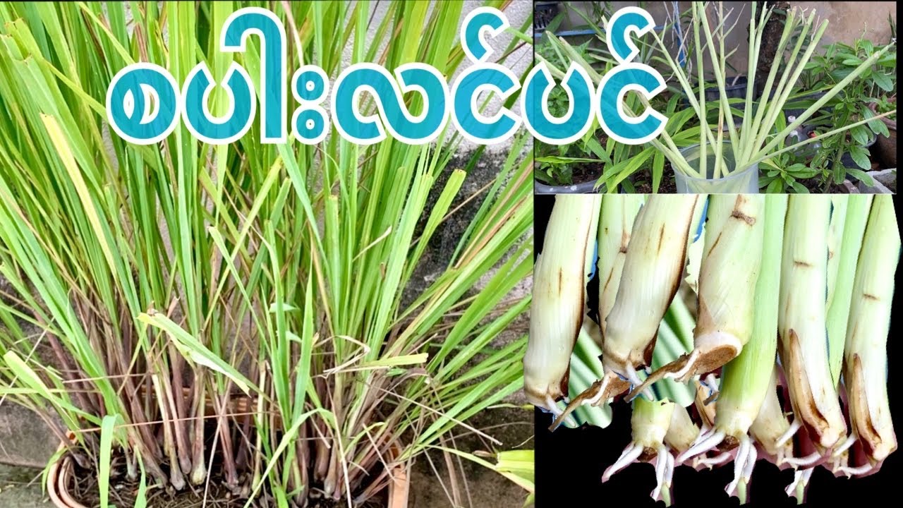 စပါးလင်ပင်စိုက်နည်း