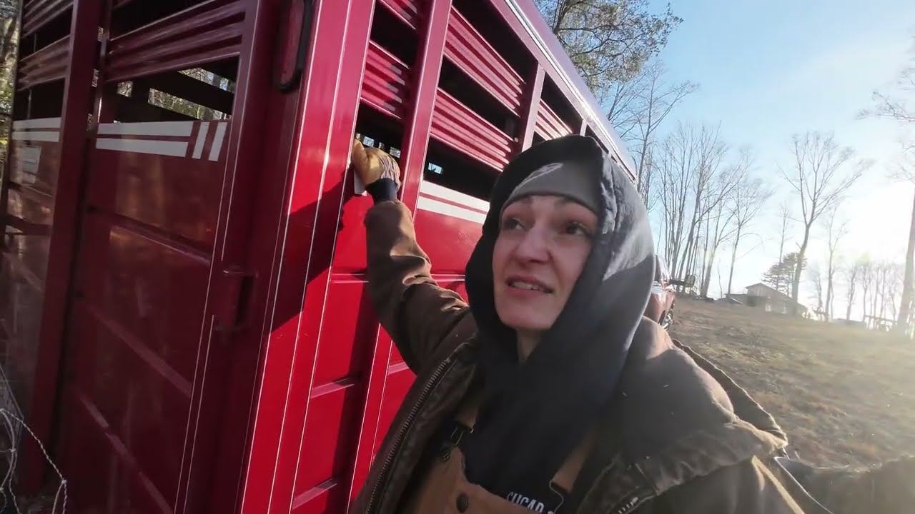 Saying Goodbye to the Pigs | Insulating the Cabin in the Cold