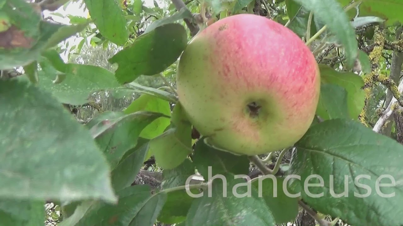 Sur une branche frêle