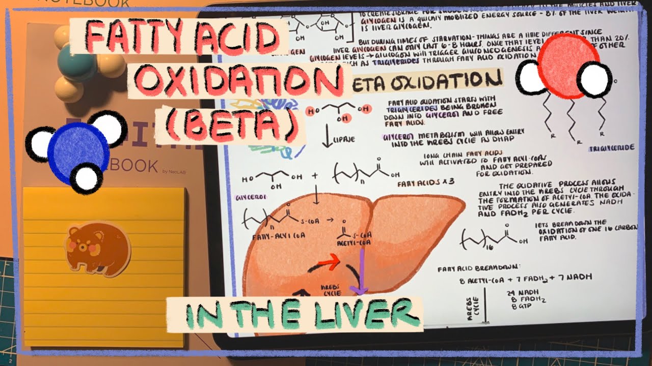 Detailed Overview of Fatty Acid Oxidation (Beta) Metabolism in the Liver