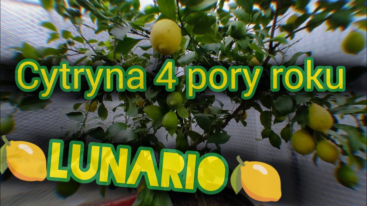 Cytryna Lunario - odmiana 4 Pory Roku