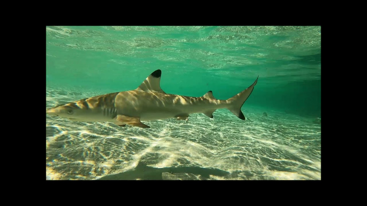 Eriyadu 2021 - Shark mania