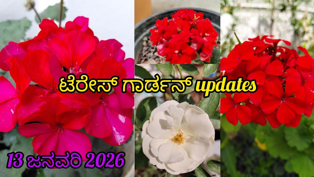 ಟೆರೇಸ್  ಗಾರ್ಡನ್ ಅಪ್‌ಡೇಟ್ಸ್ | 13 ಜನವರಿ  2026| #garden #vlog 
