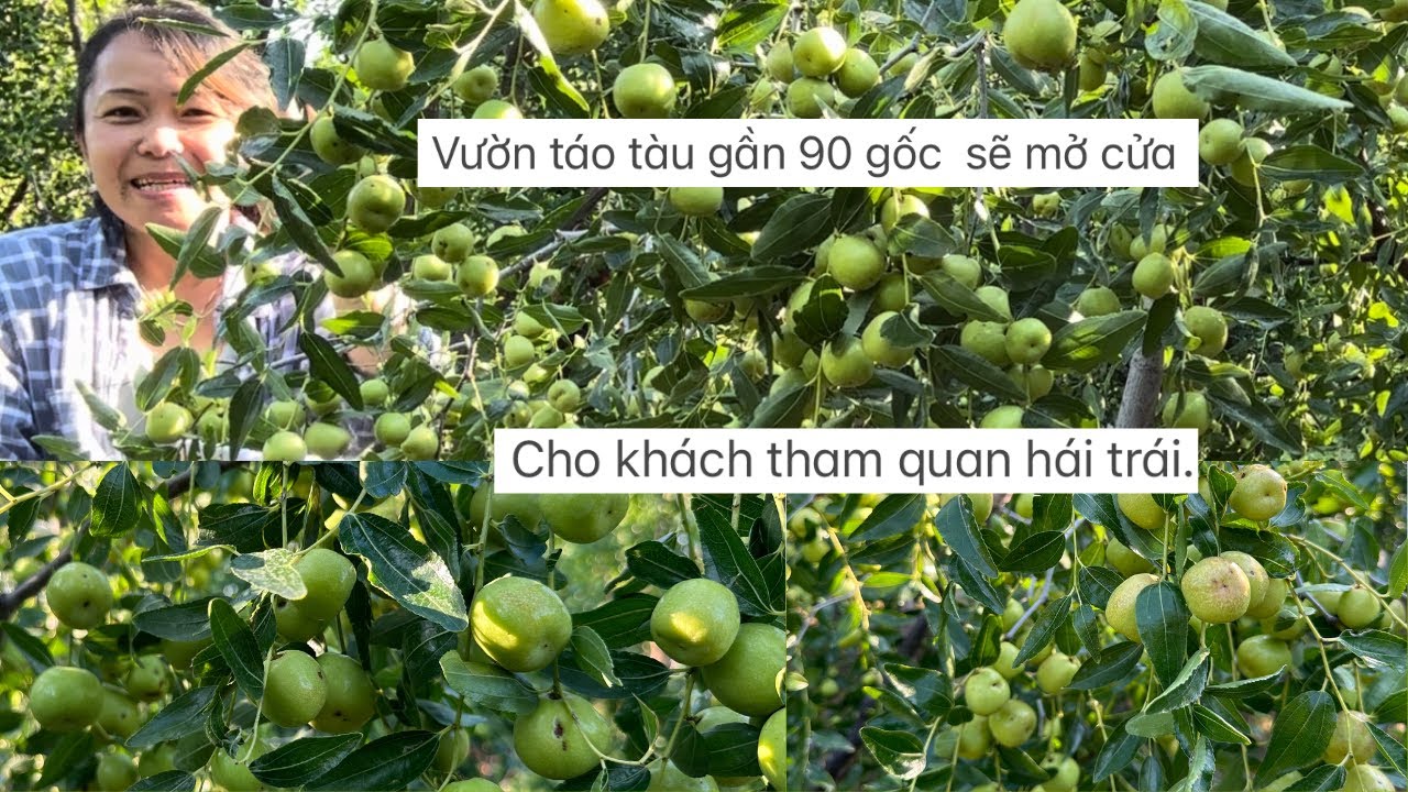 Vườn táo tàu gần 90 gốc ,sẽ mở cửa Cho khách tham quan hái trái Đt-682-(551-4616 -Cô đàotx ❤️🥰🌺# 547