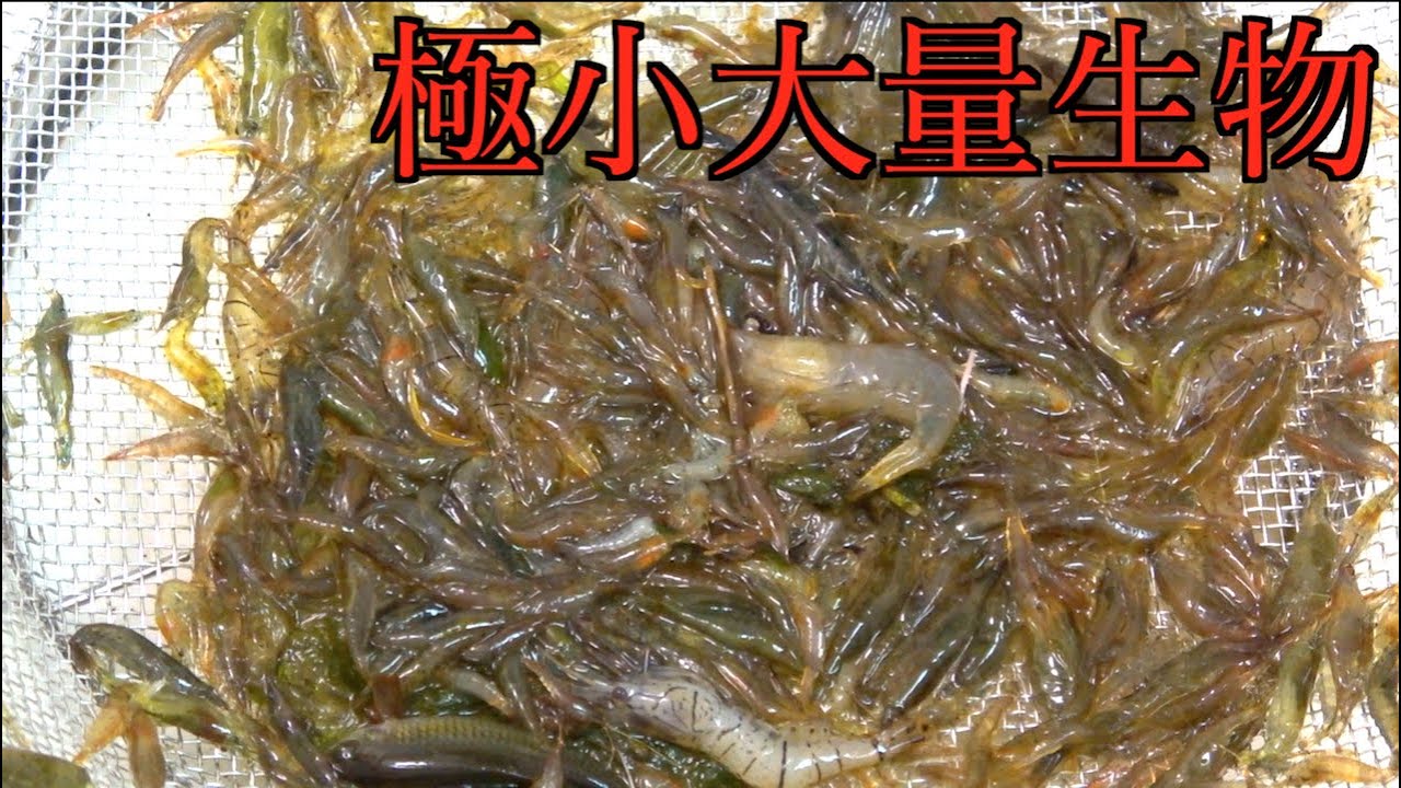 #2 大量のミジンコみたいな生物をかき揚げにして食べてみた