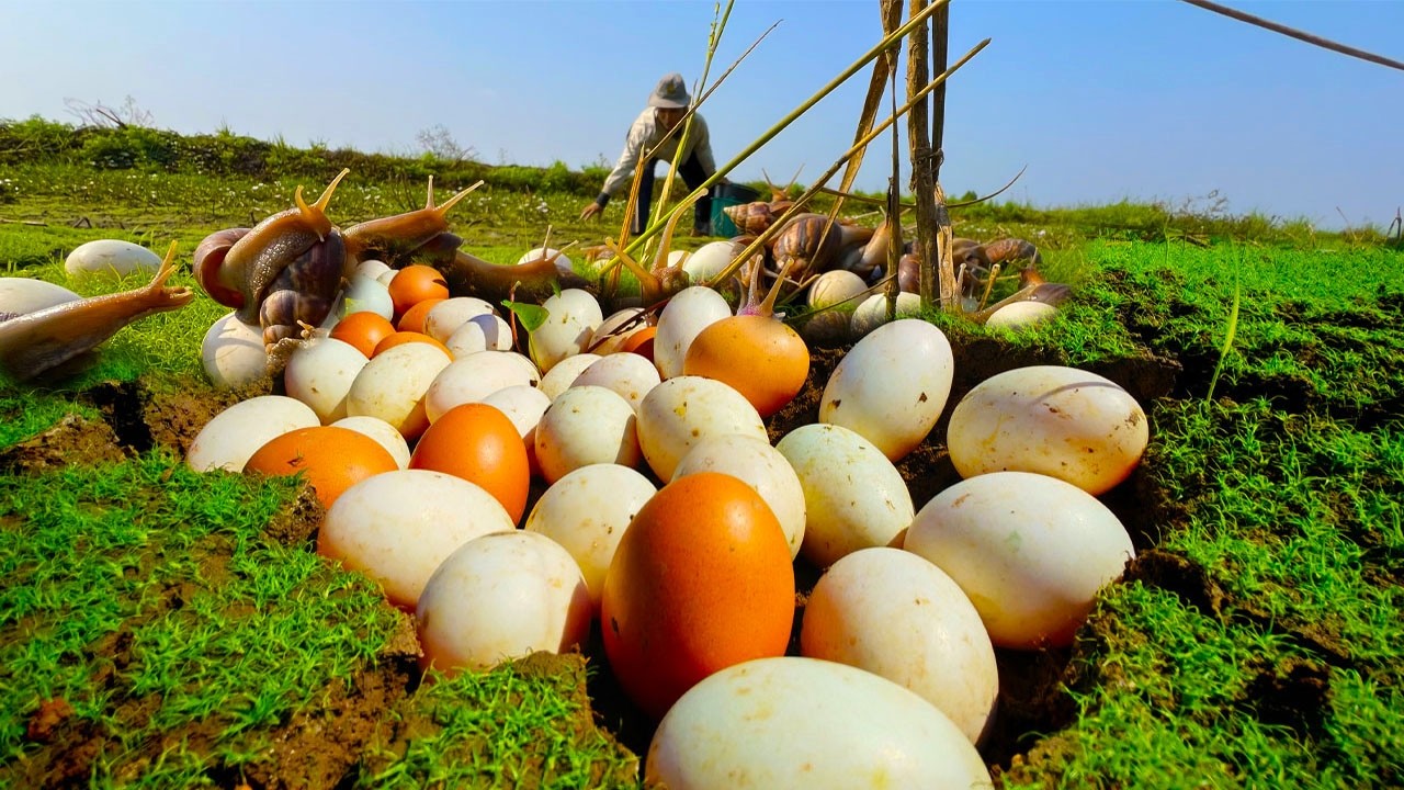 Amazing - Harvest duck eggs a lot at field in  the dry season by hand a fernale farmer