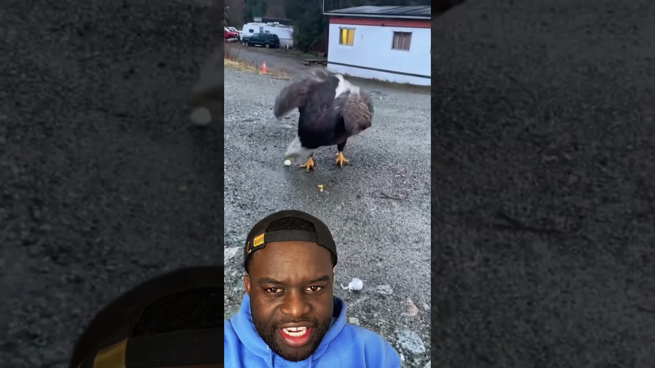 Bald Eagle CAUGHT On Camera Approaching Stranger #shorts