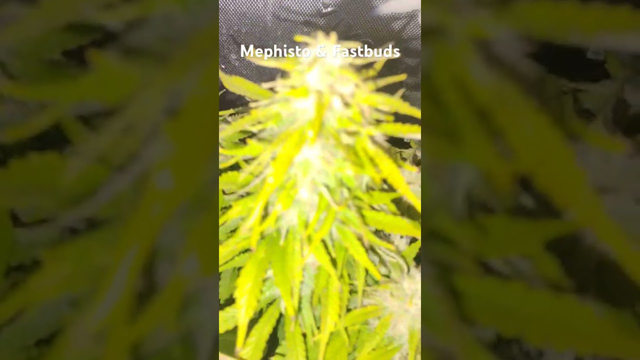 Mephisto MBAPxMW, Chemdogging, Fastbuds Tropicana Cookies autoflowers