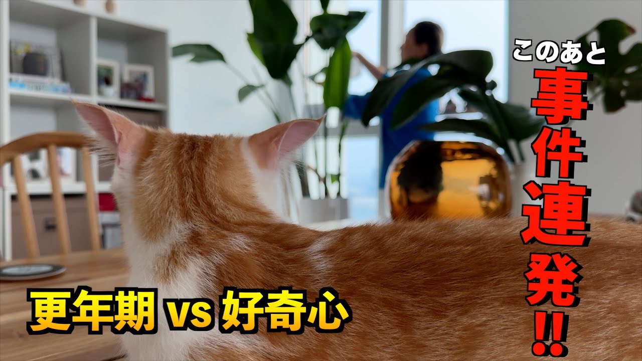 【HOME🏠ALONE】限界突破で号泣！夏休み試練の２週間// 夫と娘はドイツ🇩🇪でバケーション #国際ファミリー #海外移住 #猫のいる暮らし #猫のいる生活 #アブダビ #abudhabi