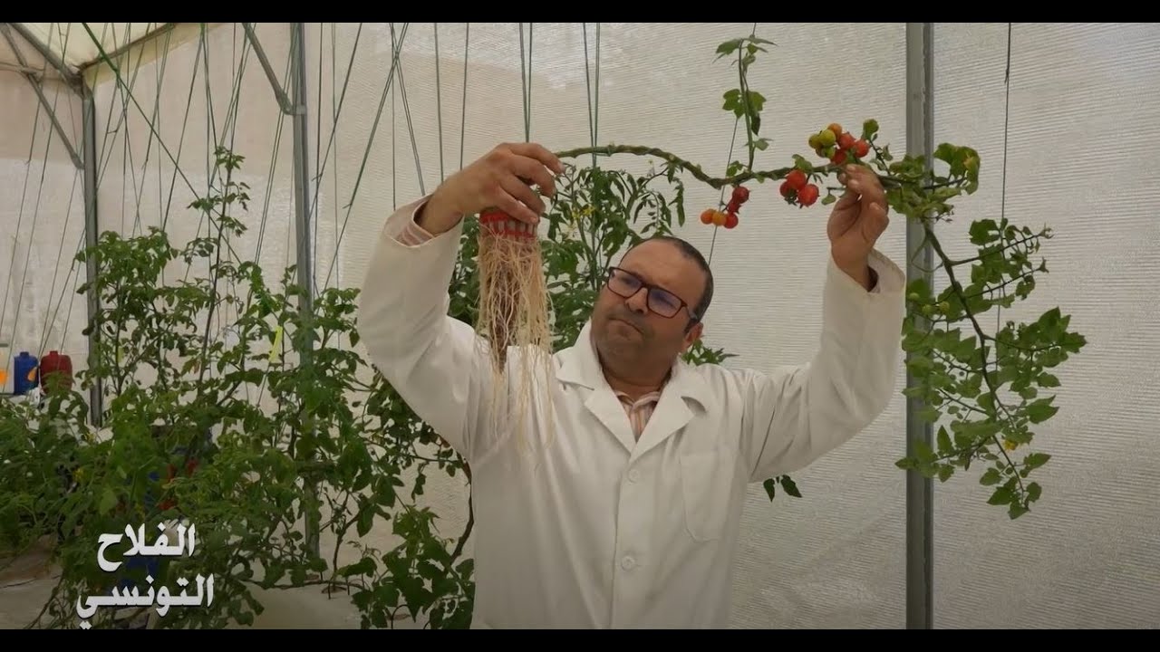 الزراعات المائية في تونس :  أسرع نمو🚀 إنتاج وفير🥬 توفير المياه💦خالي من المبيداتCulture hydroponique