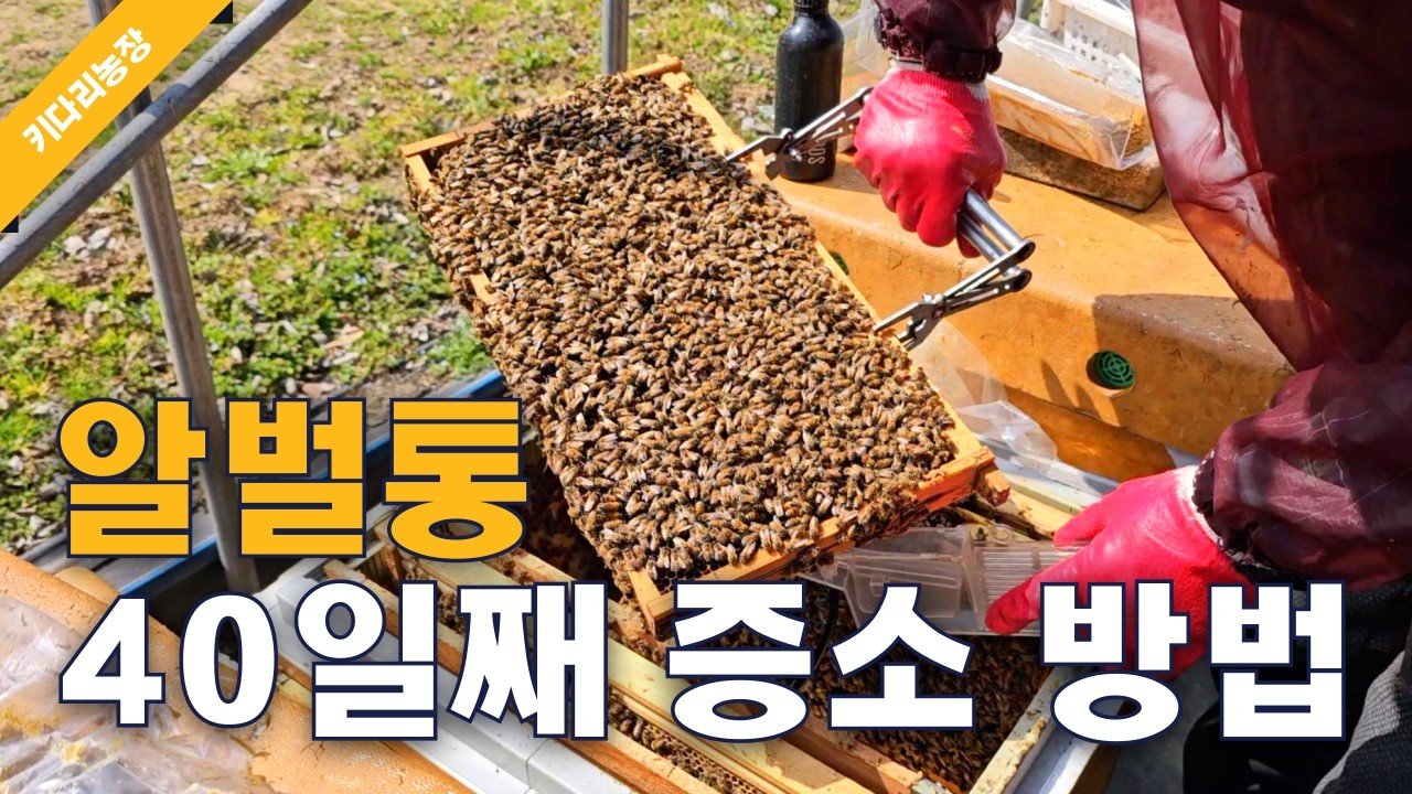 알벌통 40일째 증소 방법