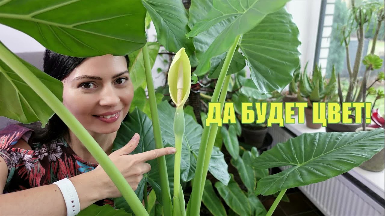 Состав почвы для Алоказии - Пересадка и цветение, как результат.🌺
