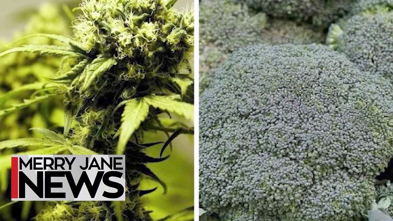 Smoke Your Greens: How Weed Dealers Duped Customers Into Buying Broccoli | MERRY JANE News