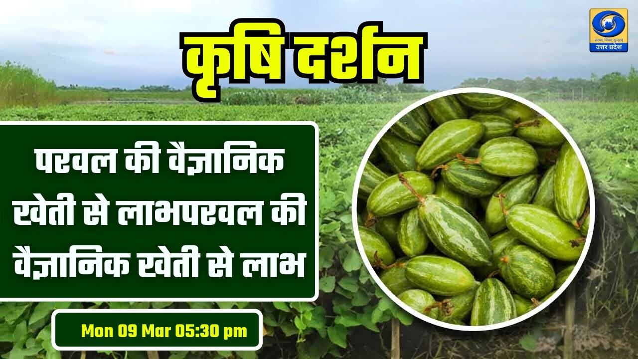 परवल की वैज्ञानिक खेती से लाभ | वैज्ञानिक खेती से बढ़ेगी पैदावार | कृषि दर्शन | Krishi Darshan DDUP