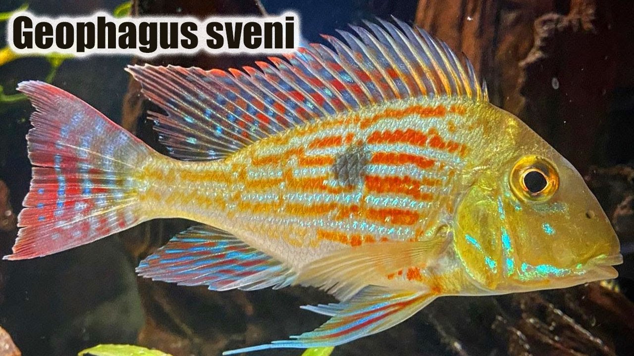 Geophagus Sveni | Care Guide & Species Profile