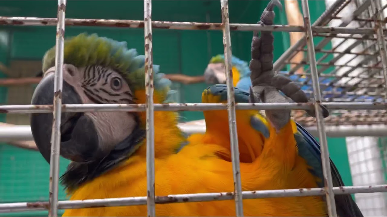 (TOUR!!) Macaw Breeding Facility | Asuero Aviary
