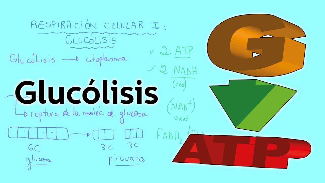 Respiración celular I: glucólisis - Citología y Genética - Educatina