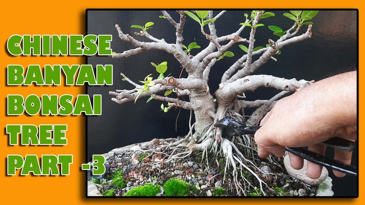 CHINESE BANYAN BONSAI TREE Part-3, चीनी बरगद बोनसाई, Be the Creator, June'22
