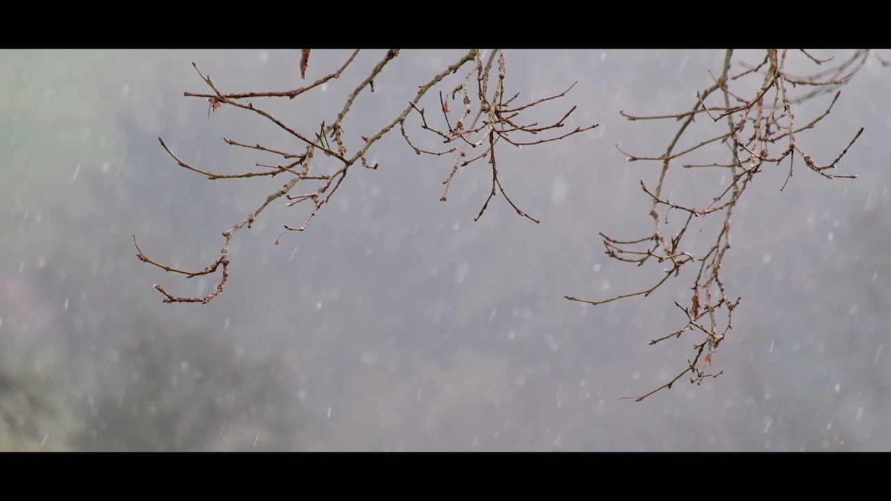 Into the nature - Cinematic Short Film