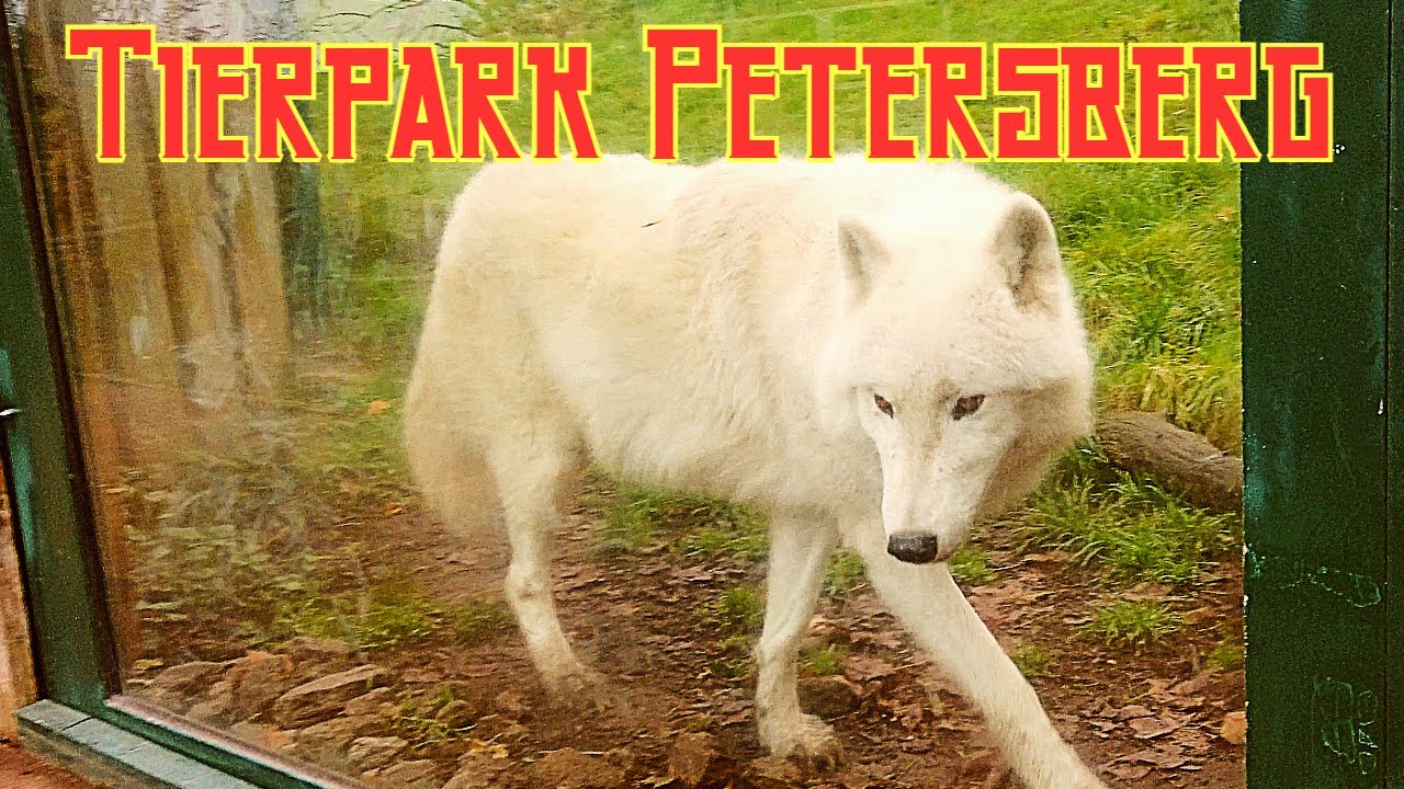 Zu Besuch im Tierpark 2.0 | Tierpark Petersberg | 08. November 2024 | Tankii