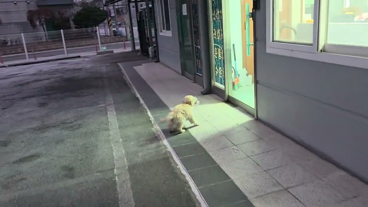 해피에 성장일기ㅡ새벽부터 놀기(리트리버)