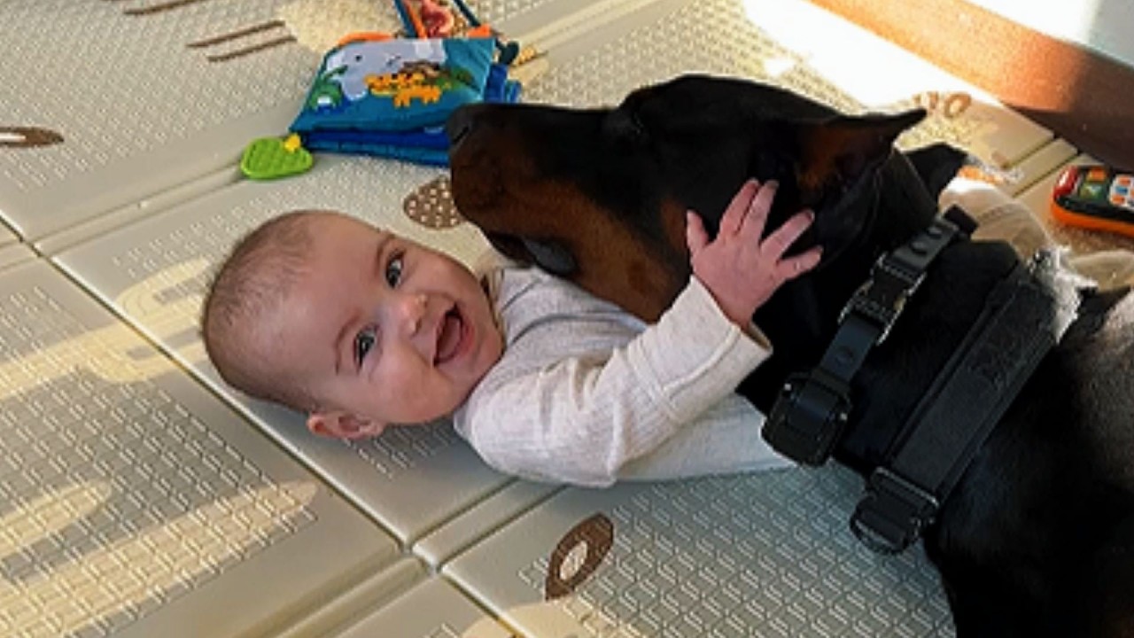They Said This Doberman Was Too Dangerous for a Baby Until She Did THIS at 3:47 AM