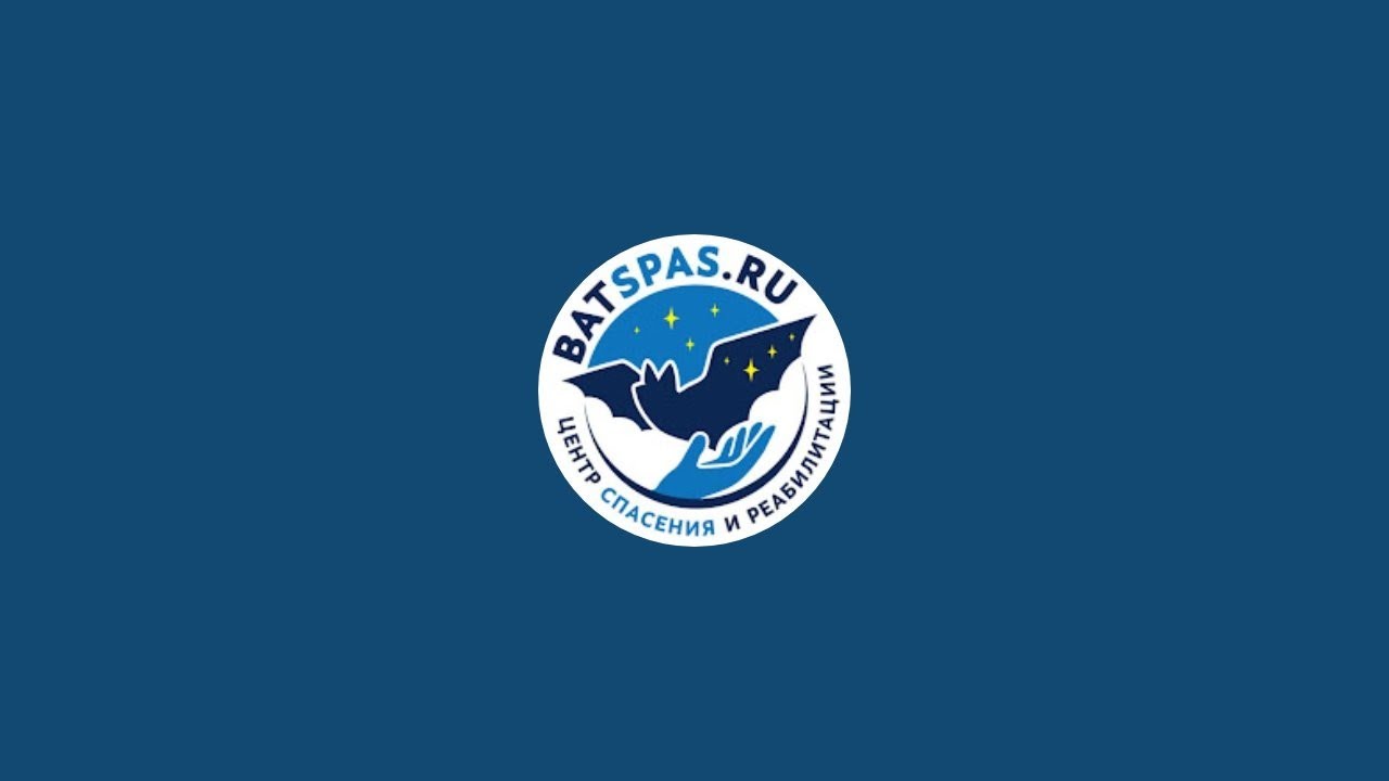 batspas в прямом эфире!