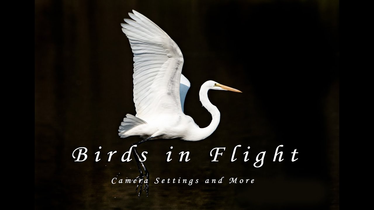Birds in Flight - Camera Settings Nikon D7500 and 600mm Lens - Plus Unusual Bird Sighting with Drone
