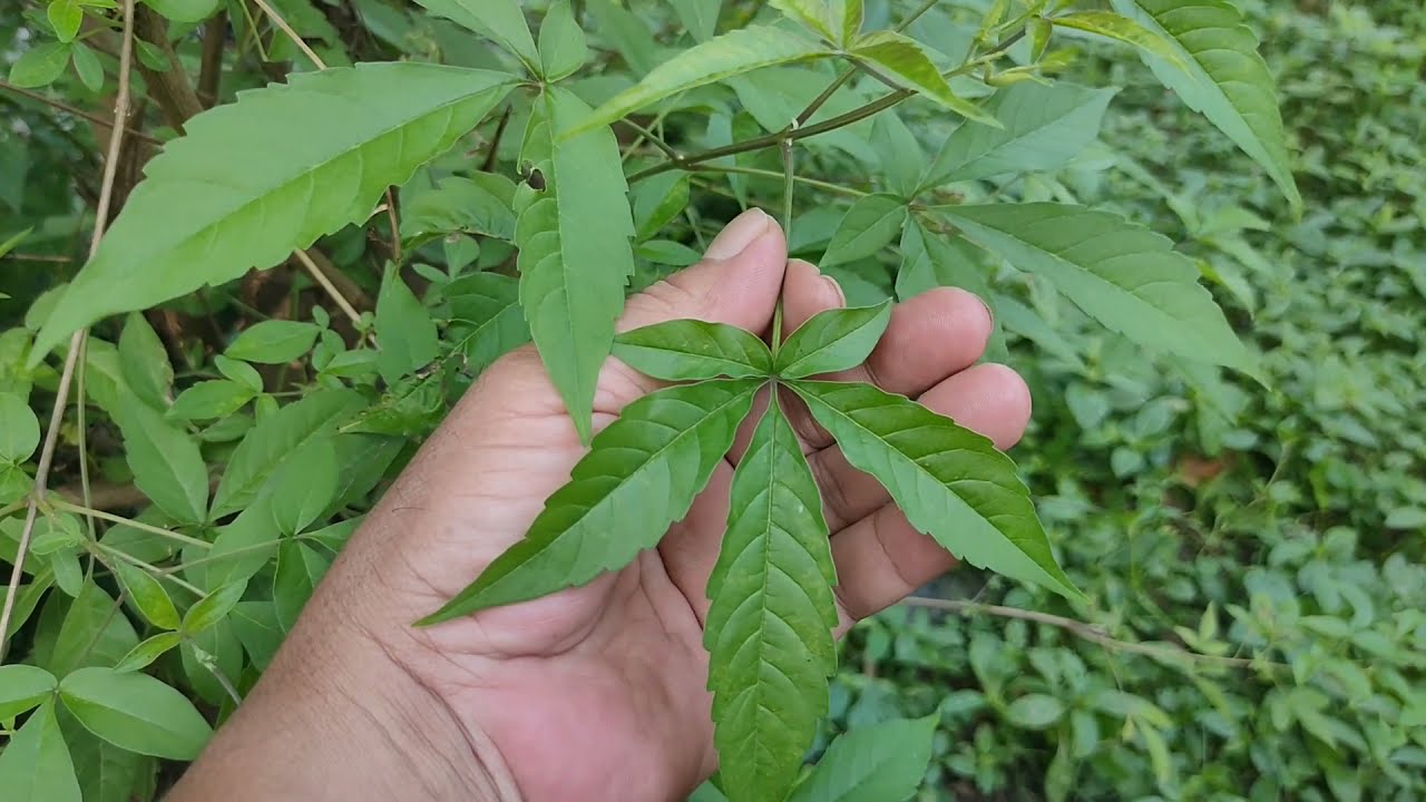 Lagundi (Chinese Chaste tree, Vitex Negundo) Propagation thru Cuttings