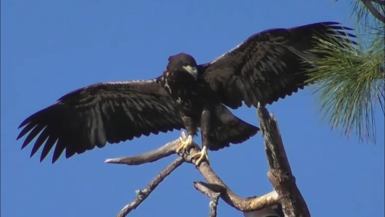 SWFL Eagles 3-3-26.  E26 in FLIGHT PREP ON THE VERANDA!  Stunning Close-Ups, + M15! 🥰❤️