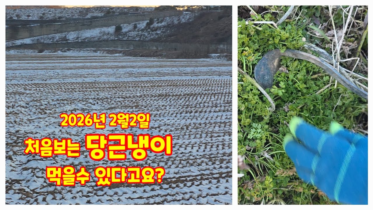 처음보는 당근냉이 먹을수 있다고요? (재쑥) 🥕 봄나물 충북괴산 자연팜앤쿡