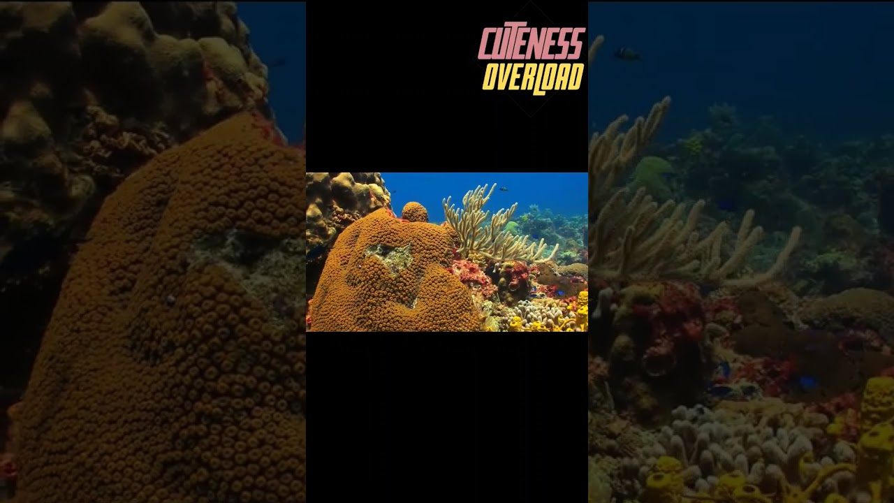 Diving into a Colorful Paradise - Exploring a Vibrant Coral Reef 🐠🐟🌊