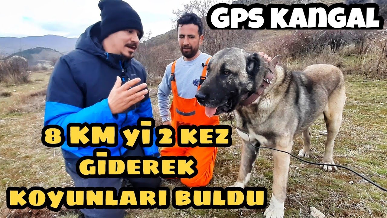 8 KİLOMETRE UZAKTAKİ KOYUNLARI BULAN KANGAL ( SARDIRMADAN İZLEYİN ! ) Kangal find Sheeps 8 km away