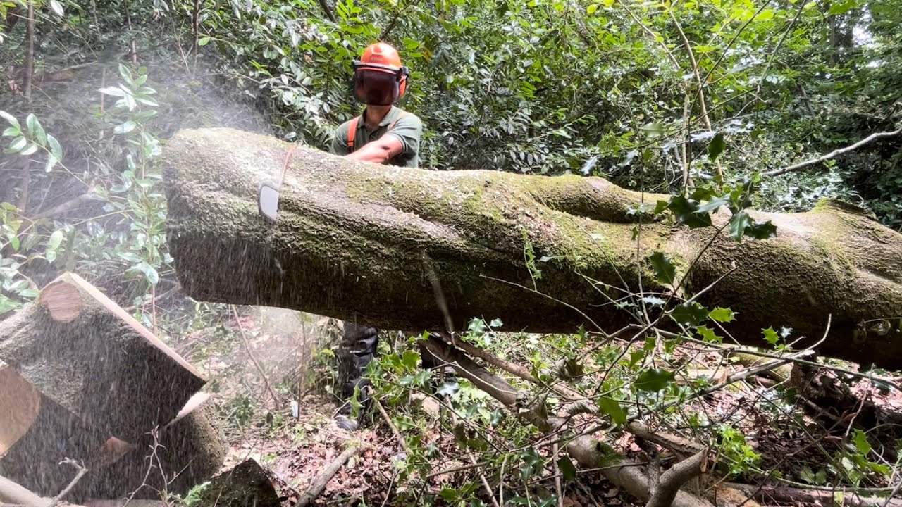 Logging up a Large Beech Tree in this Rear Yard🌳