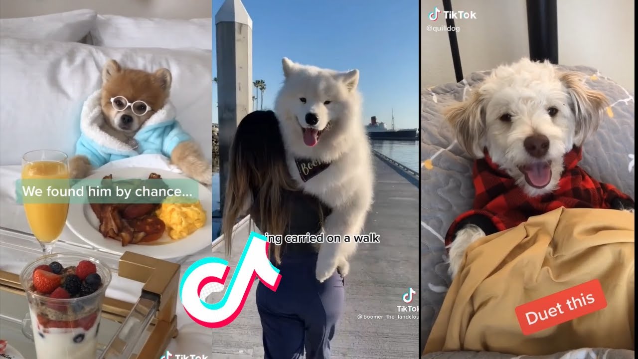 Most Spoiled Animals Living The Good Life Compilation