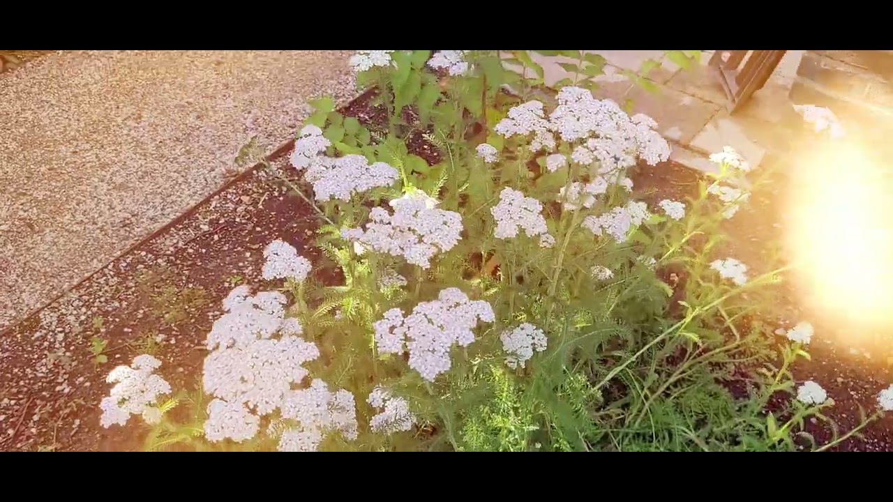 Organische tuin met koppelstenen en padvast - De Knoest