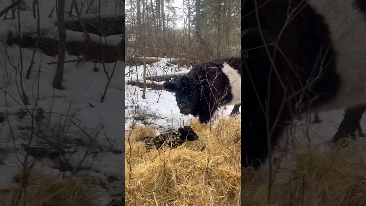 Karen and her new calf! 
