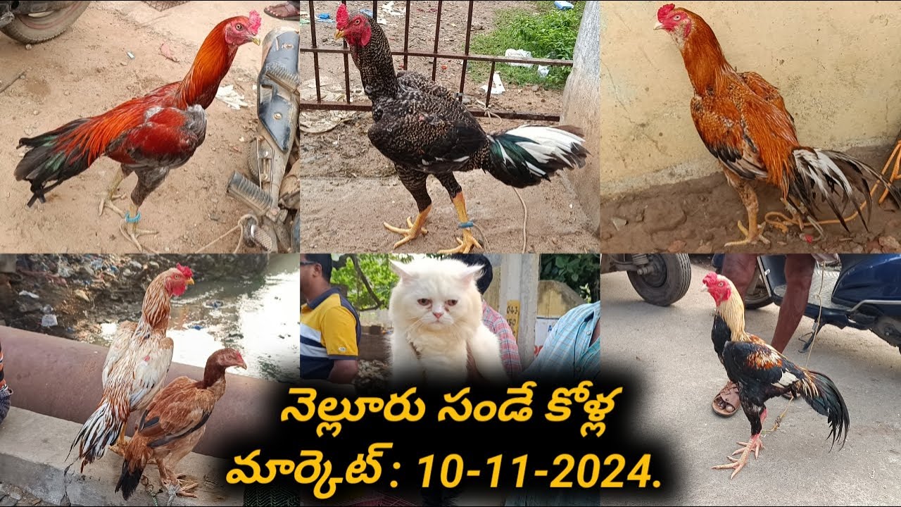 Nellore Sunday Kolla Market  :  10-11-2024, #venkyberasatv, #murgamarket, #nelloresundaykollamarket,
