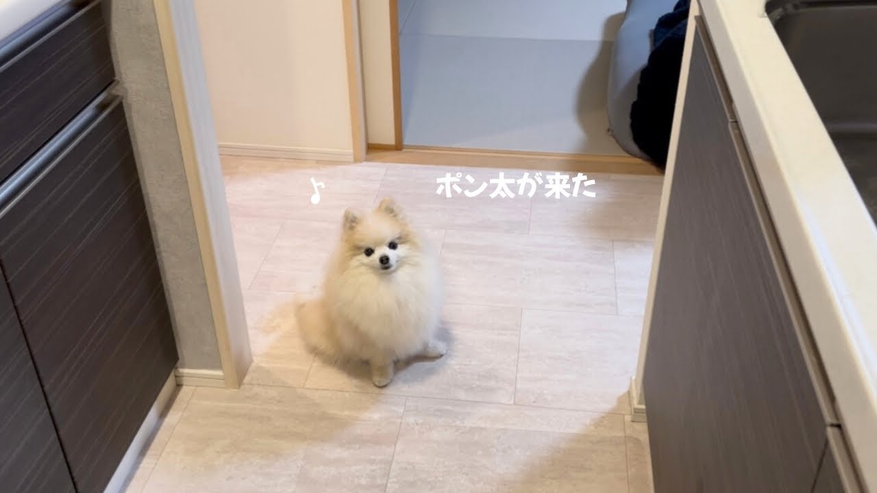 【お泊まり】もふもふがやって来た！