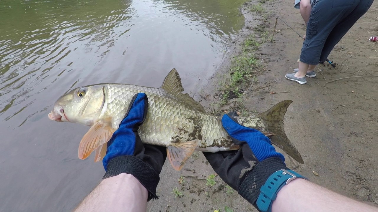 June 22 and 23, Bottom Feeders
