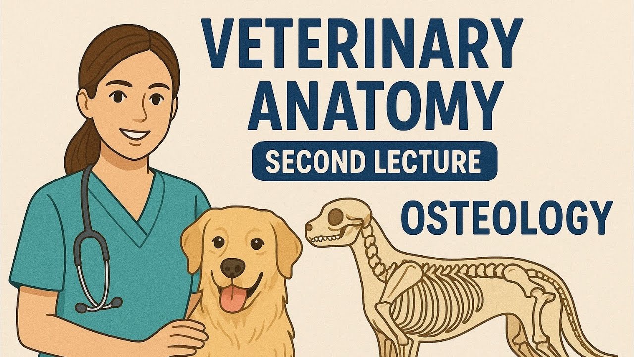 Lec 2 vet Anatomy | Osteology part 1 🦴🩻